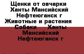 Щенки от овчарки - Ханты-Мансийский, Нефтеюганск г. Животные и растения » Собаки   . Ханты-Мансийский,Нефтеюганск г.